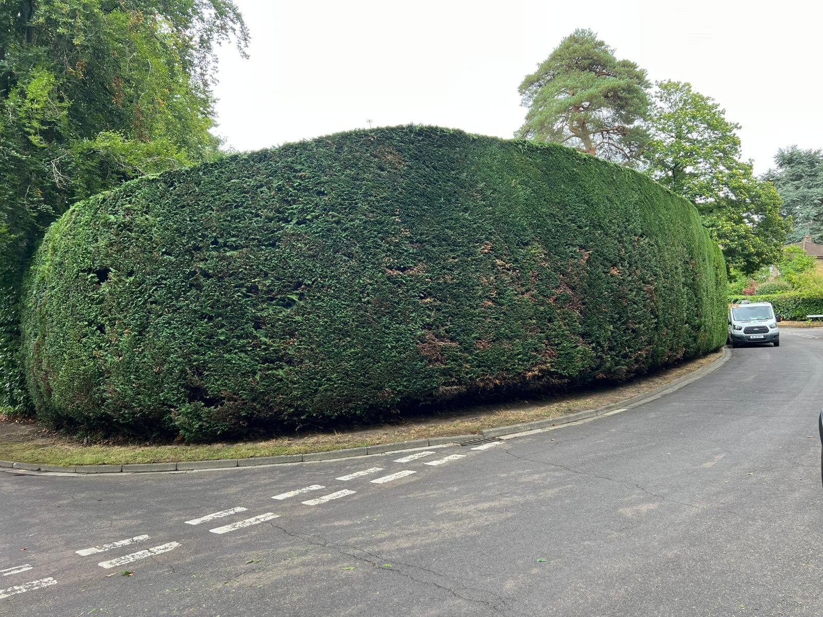 Professional hedge trimming Guildford