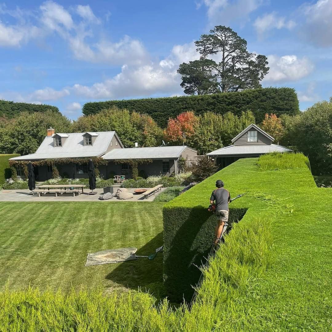 Guildford hedge reduction and shaping